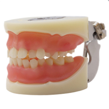 Jingle JG-Y9 — Фантомная челюсть для удаления зубов