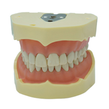 Jingle JG-Y2-28 — Фантомная челюсть (28 зубов)