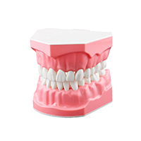 Модели для практики, купить в GREEN DENT, акции и специальные цены. 